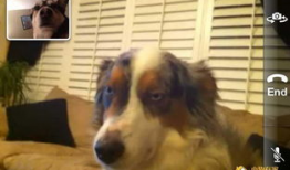 宠物视频,捕捉宠物视频中的欢乐瞬间